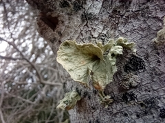 Ramalina sinensis