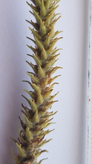 Chenopodiopsis hirta