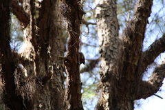 Dendrocopos major canariensis