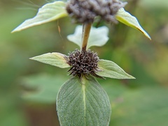 Pycnanthemum muticum