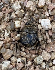 Phanaeus triangularis