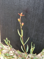 Galphimia angustifolia