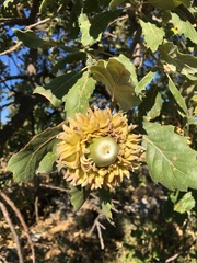 Quercus ithaburensis