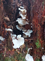 Pleurocybella porrigens