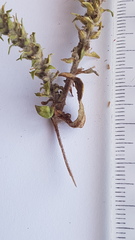 Chenopodiopsis hirta