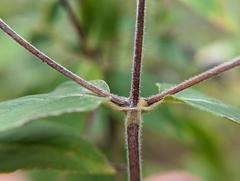 Pycnanthemum muticum