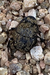 Phanaeus triangularis