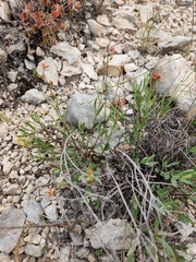 Galphimia angustifolia