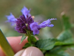 Agastache foeniculum