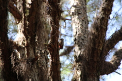 Dendrocopos major canariensis