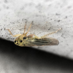 Macrosteles