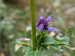 Agastache foeniculum
