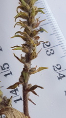 Chenopodiopsis hirta