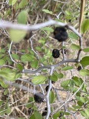 Rhamnaceae