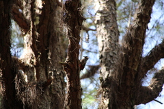 Dendrocopos major canariensis