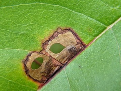 Coptodisca splendoriferella