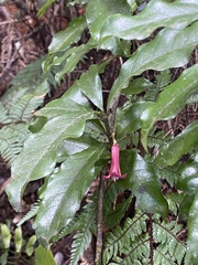 Alseuosmia macrophylla