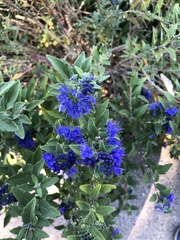 Caryopteris mongholica