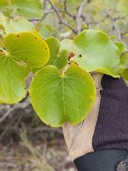 Cercis canadensis texensis