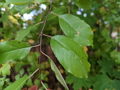 Coptodisca splendoriferella