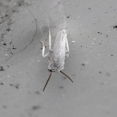 Coniopterygidae