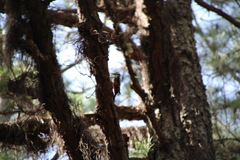 Dendrocopos major canariensis