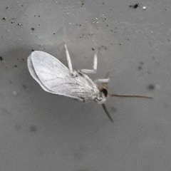 Coniopterygidae