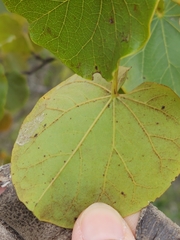 Cercis canadensis texensis