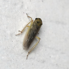 Macrosteles