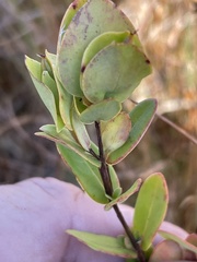 Hypericum crux-andreae