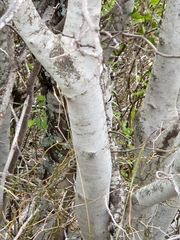 Cercis canadensis texensis