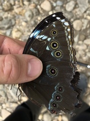 Morpho achilles