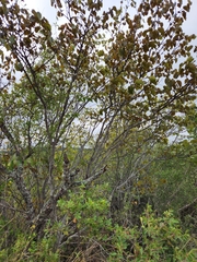 Cercis canadensis texensis