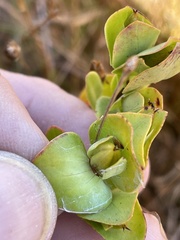 Hypericum crux-andreae