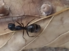 Camponotus pennsylvanicus