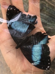 Morpho achilles