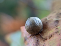 Amphibolips quercusostensackenii