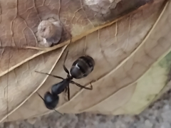 Camponotus pennsylvanicus