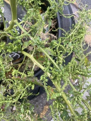 Amaranthaceae