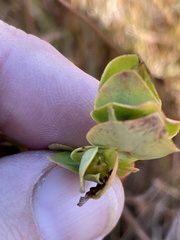 Hypericum crux-andreae