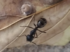 Camponotus pennsylvanicus