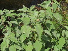 Hibiscus lasiocarpos