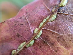 Macrodiplosis qoruca