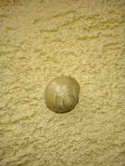 Cepaea hortensis