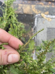 Amaranthaceae