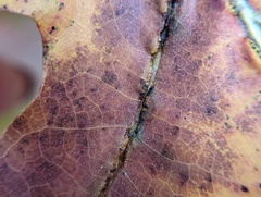 Macrodiplosis qoruca