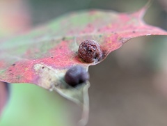 Polystepha globosa