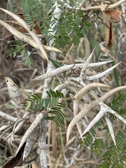 Vachellia cornigera