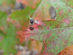 Polystepha globosa