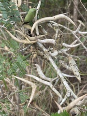 Vachellia cornigera
